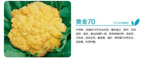 Gold70-F1