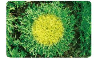 意大利碎叶苦苣