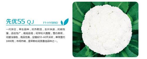 先优55 QJ-F1