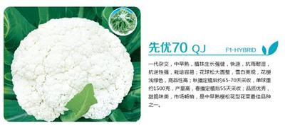 先优70 QJ-F1