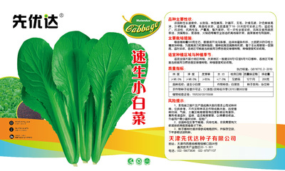 速生小白菜