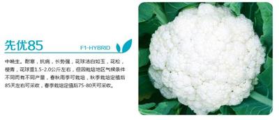 先优85-F1