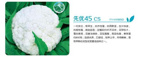  XIAN YOU 45 CS-F1