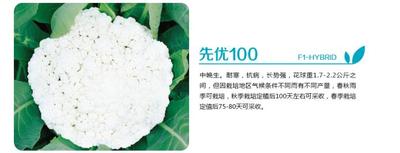 先优100-F1
