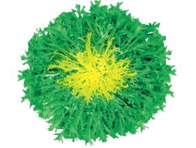 意大利细叶苦苣