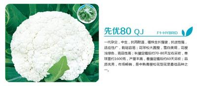 先优80 QJ-F1