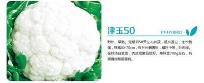 津玉50-F1