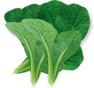 星冠 北京小白菜