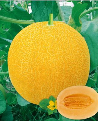 津优蜜宝