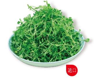 意大利芽芹