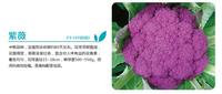 紫薇-F1