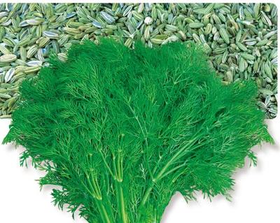 Fennel