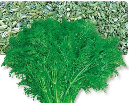 Fennel