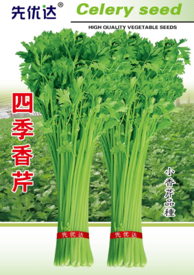 先优达四季香芹