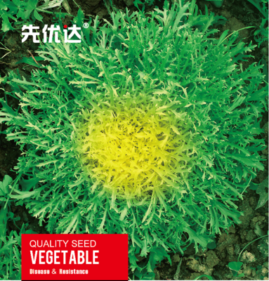 先优达细叶苦苣